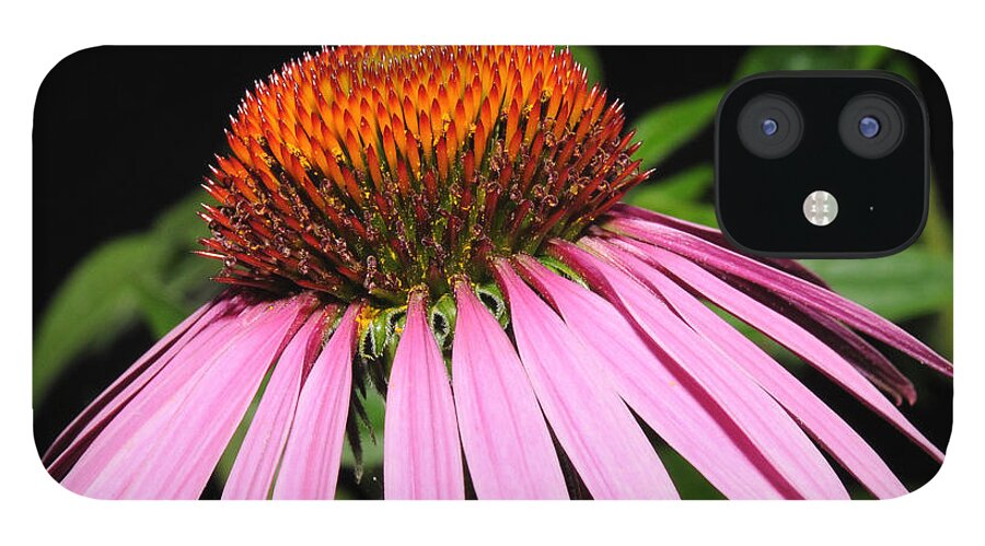Cone Flower iPhone 12 Case featuring the photograph Cone Flower by David Armstrong