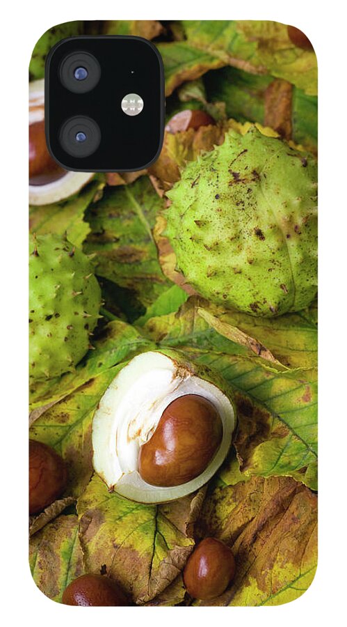 Horse Chestnut Seed iPhone 12 Case featuring the photograph Conkers And Chestnut Leaves by Abzee