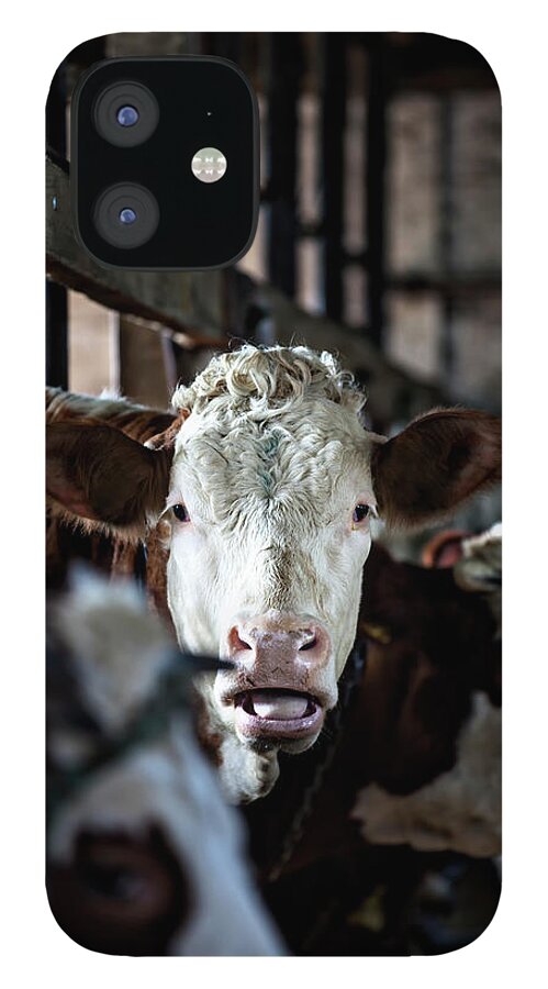 In A Row iPhone 12 Case featuring the photograph Cow In Old Stable by Opla