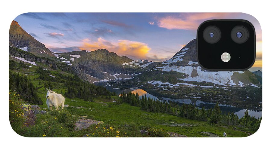 Glacier National Park iPhone 12 Case featuring the photograph Curious Goat by Dustin LeFevre