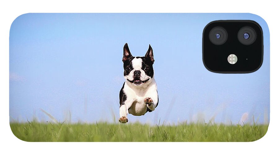 Pets iPhone 12 Case featuring the photograph Cute Boston Terrier Flying Over Grass by Tereza Jancikova