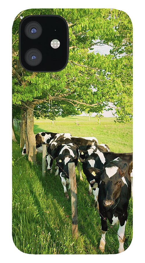 Cow iPhone 12 Case featuring the photograph Dairy Cows by Shaunl