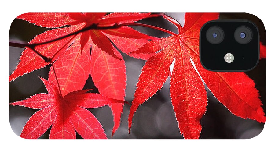 Maple Leaves iPhone 12 Case featuring the photograph Dancing Japanese Maple by Rona Black