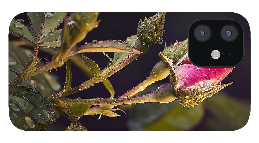 Nature iPhone 12 Case featuring the photograph Dew Drops on Rose Bud by Michael Whitaker