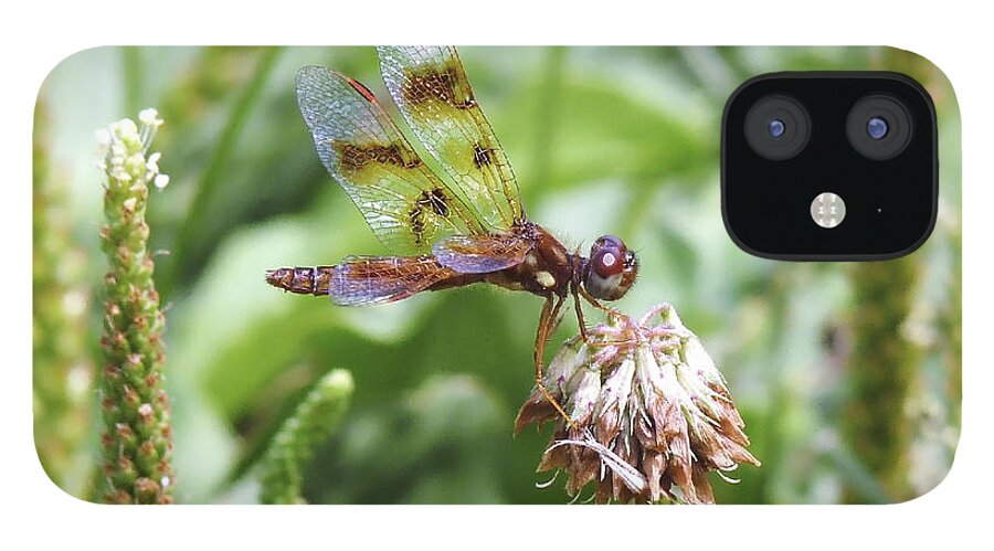 Brown Dragonfly iPhone 12 Case featuring the photograph Dragonfly on Clover Side View by Ilene Hoffman