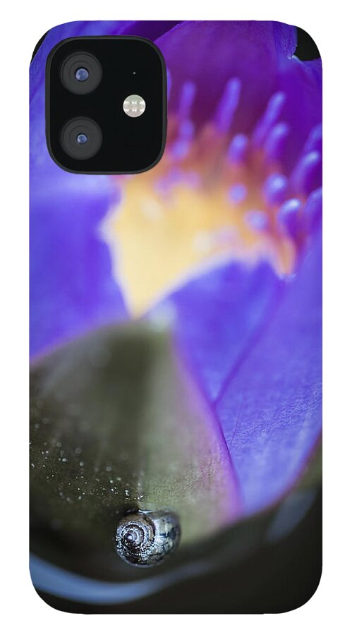 Snail iPhone 12 Case featuring the photograph Dreaming Mollusk by Priya Ghose