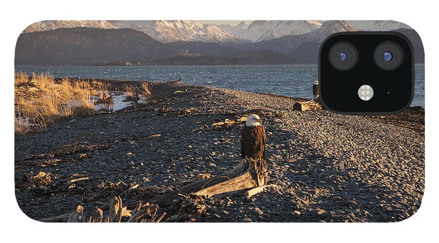 Alaska iPhone 12 Case featuring the photograph Eagles on an Alaskan Beach by Michele Cornelius