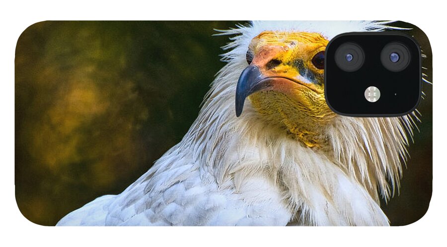 Egyptian iPhone 12 Case featuring the photograph Egyptian Vulture by Ginger Wakem