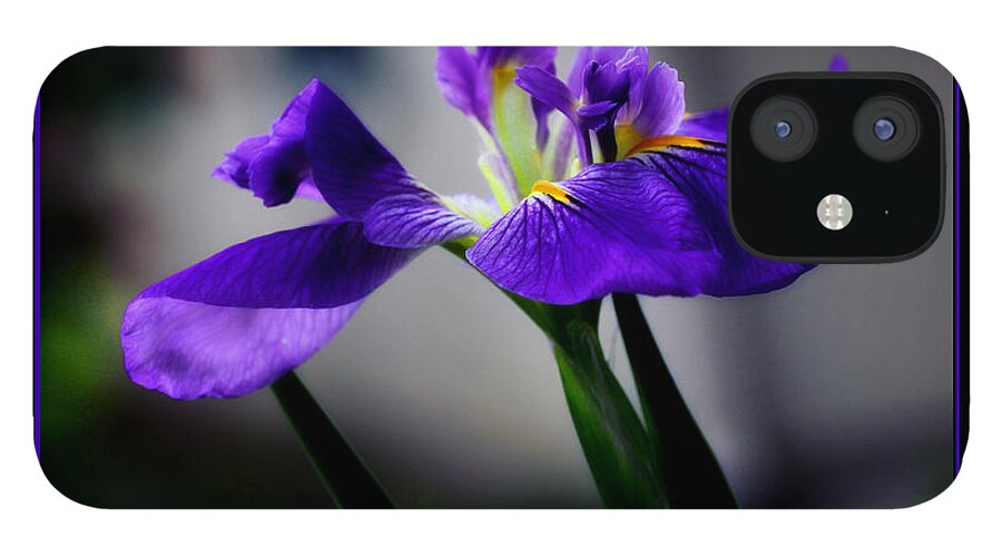 Iris iPhone 12 Case featuring the photograph Elegant Iris with Black Border by Lucy VanSwearingen