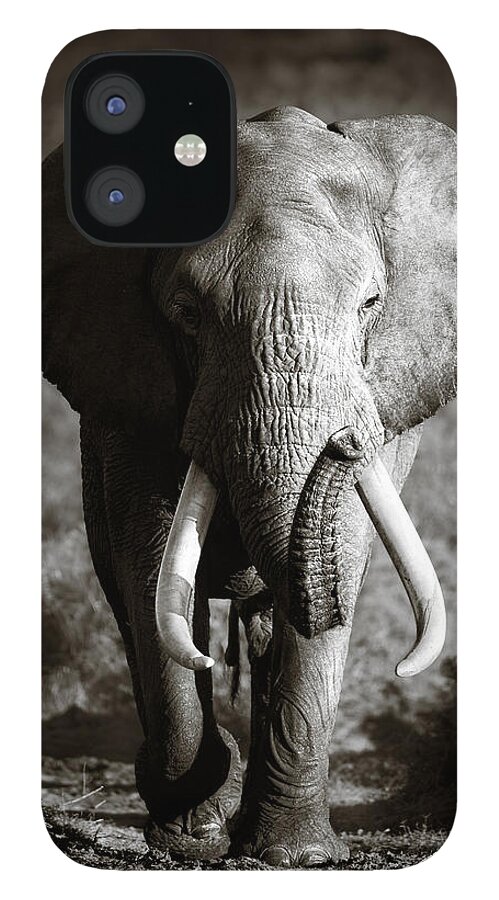 Elephant iPhone 12 Case featuring the photograph Elephant Bull by Johan Swanepoel