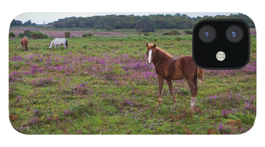 Horse iPhone 12 Case featuring the photograph England, Hampshire, New Forest Pony by Westend61