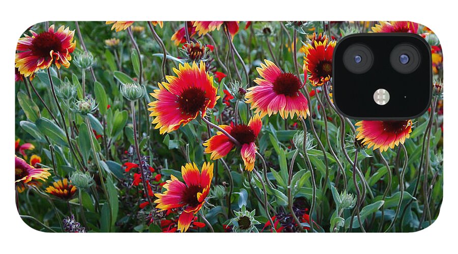 Evening In Bloom iPhone 12 Case featuring the photograph Evening in Bloom by Rachel Cohen