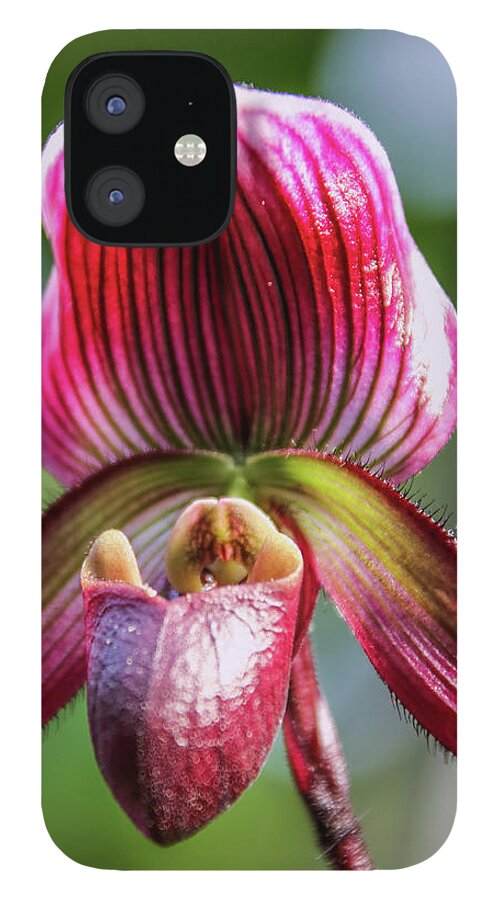 Petal iPhone 12 Case featuring the photograph Exotic Orchid by Daniela Duncan