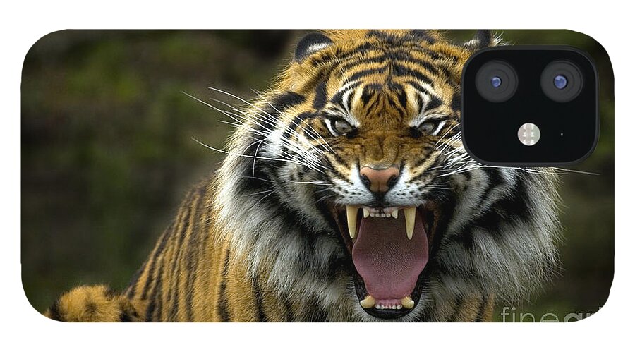 Tiger iPhone 12 Case featuring the photograph Eyes of the Tiger by Michael Dawson