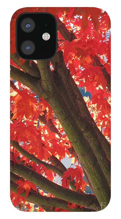 Fall iPhone 12 Case featuring the photograph Fall Colours II by Anita Adams
