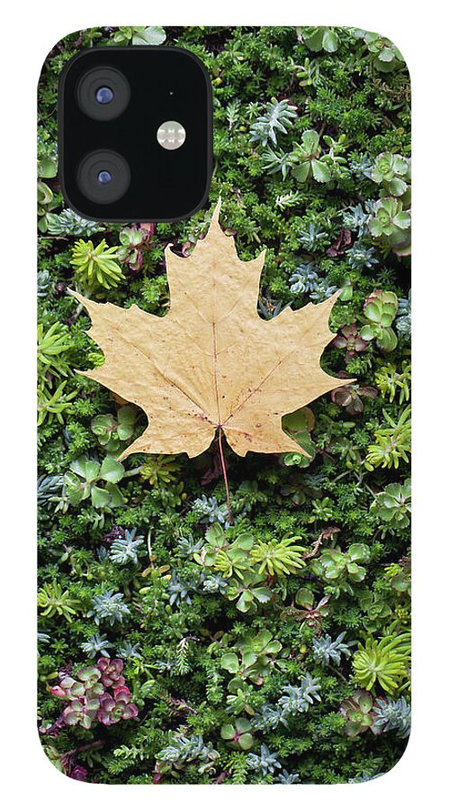 Outdoors iPhone 12 Case featuring the photograph Fall Leaf On Bed Of Succulents by Chris Parsons