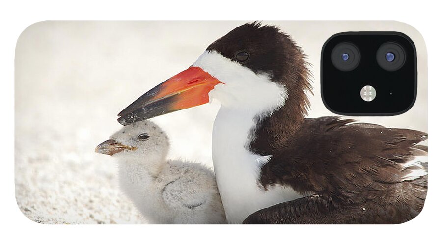 black Skimmers Skimmer iPhone 12 Case featuring the photograph Family Time. by Evelyn Garcia