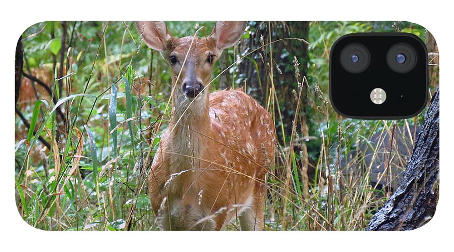 Fawn iPhone 12 Case featuring the photograph Fawn hiding in the woods by Carolyn Hall