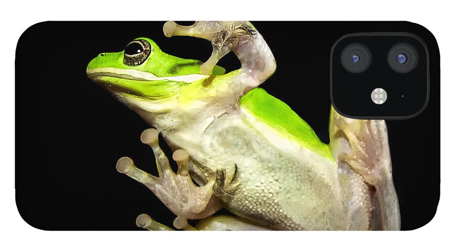 Feather iPhone 12 Case featuring the photograph Feathered Frog by Lucy VanSwearingen
