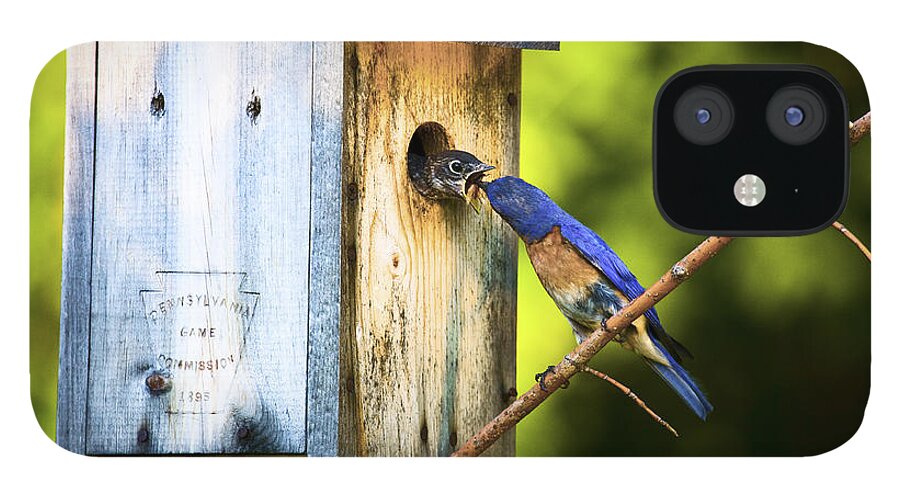 Bluebirds iPhone 12 Case featuring the photograph Box Lunch by Ronald Lutz