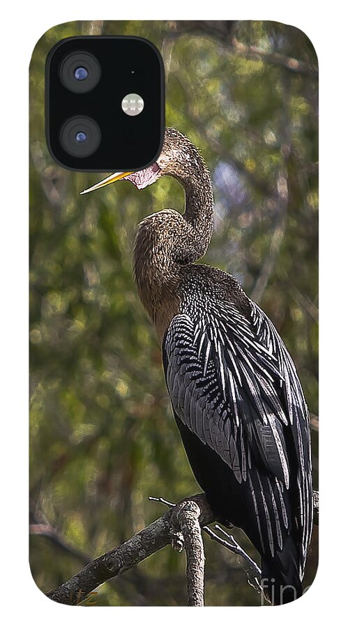 Anhinga iPhone 12 Case featuring the photograph Female Anhinga by Ronald Lutz