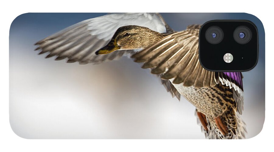 Duck iPhone 12 Case featuring the photograph Flight of the Mallard by Bob Orsillo