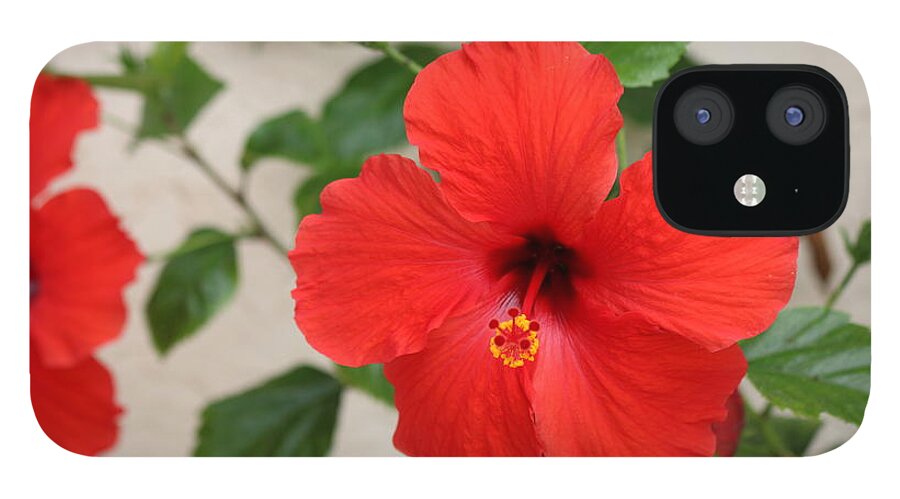 Flower iPhone 12 Case featuring the photograph Floral Beauty by Christy Pooschke