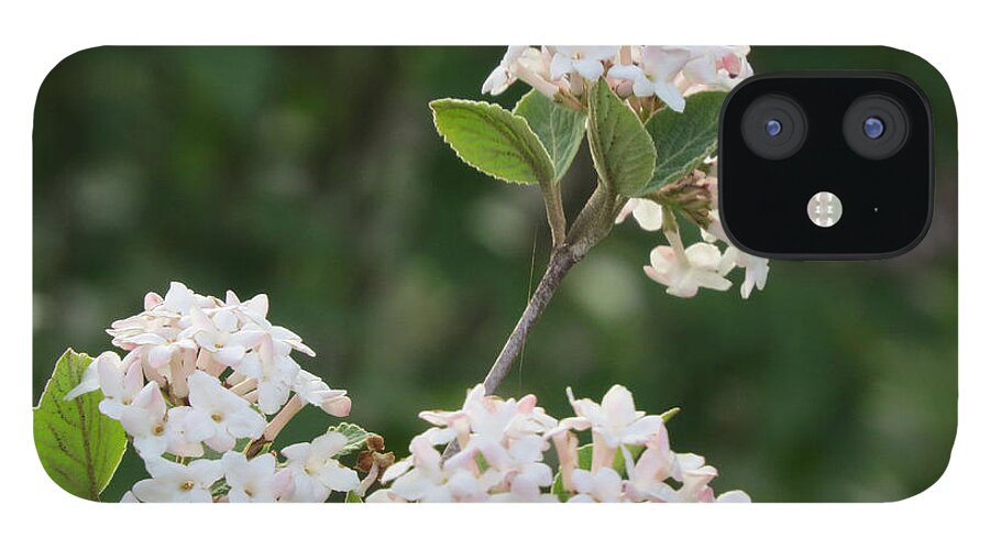 Flowering Shrub iPhone 12 Case featuring the photograph Flowering Shrub 3 by Linda L Martin