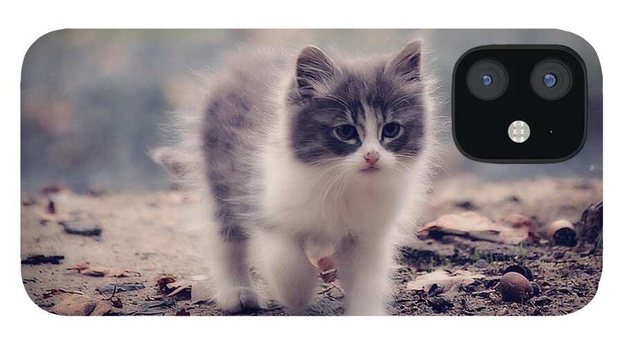 Kitten iPhone 12 Case featuring the photograph Fluffy Cuteness by Melanie Lankford Photography