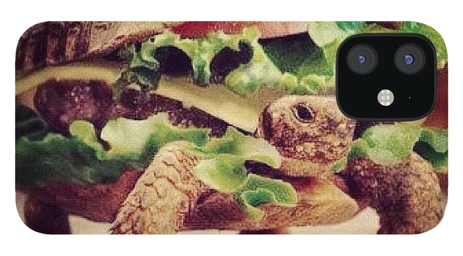 Turtle iPhone 12 Case featuring the photograph #fmsphotoaday #day13 #jube by Katie Ball