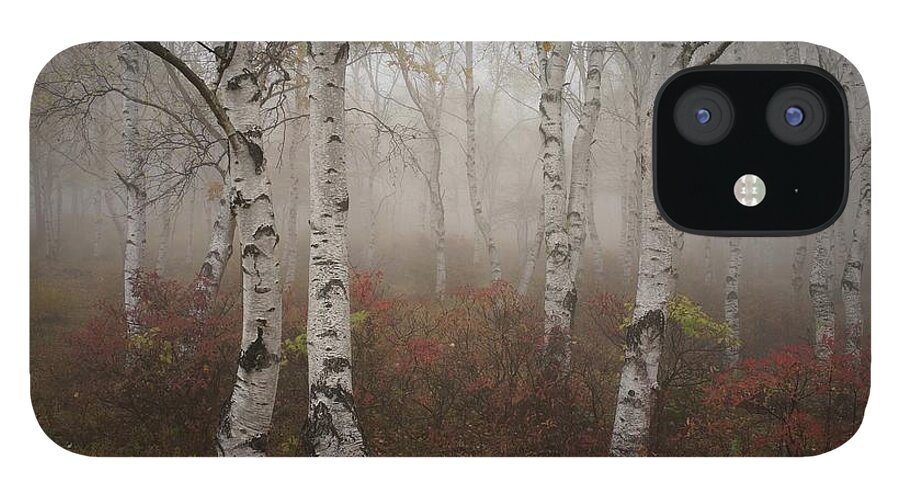 Tranquility iPhone 12 Case featuring the photograph Fog And Silver Birch by Y.zengame