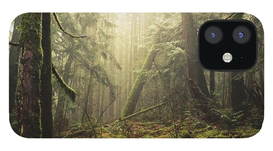 Tranquility iPhone 12 Case featuring the photograph Fog In The Forest by Tyler Forest-hauser