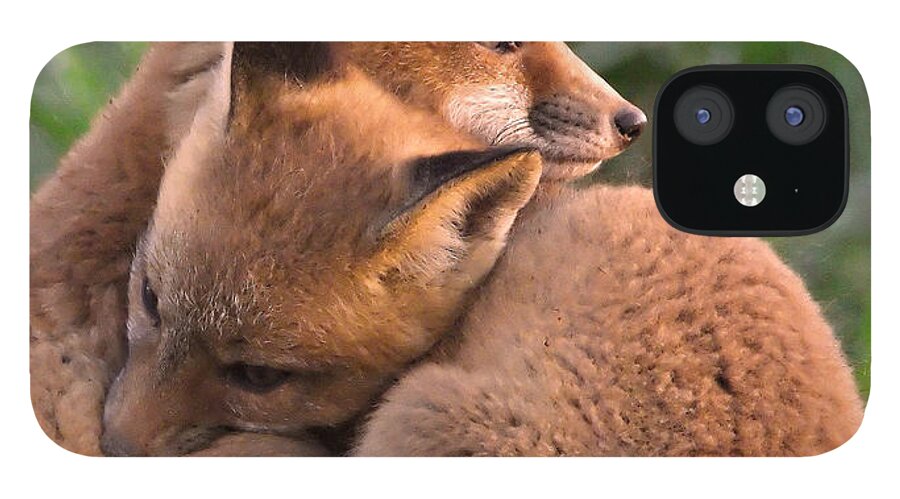 Fox iPhone 12 Case featuring the photograph Fox Cubs Cuddle by William Jobes