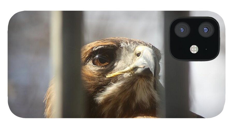 Red Tailed Hawk iPhone 12 Case featuring the photograph Freedom Isn't Free by Nunweiler Photography