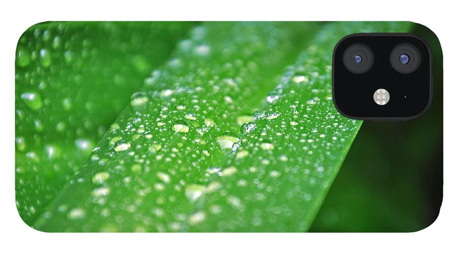 Green Plant iPhone 12 Case featuring the photograph Fresh Rain Drops by Jeanne May