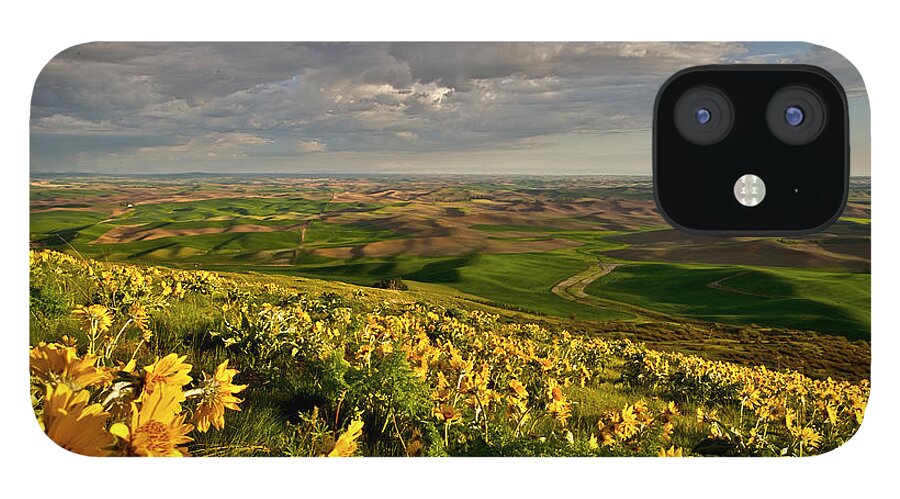 Palouse iPhone 12 Case featuring the photograph Full bloom daisy at Steptoe Butte  by Hisao Mogi