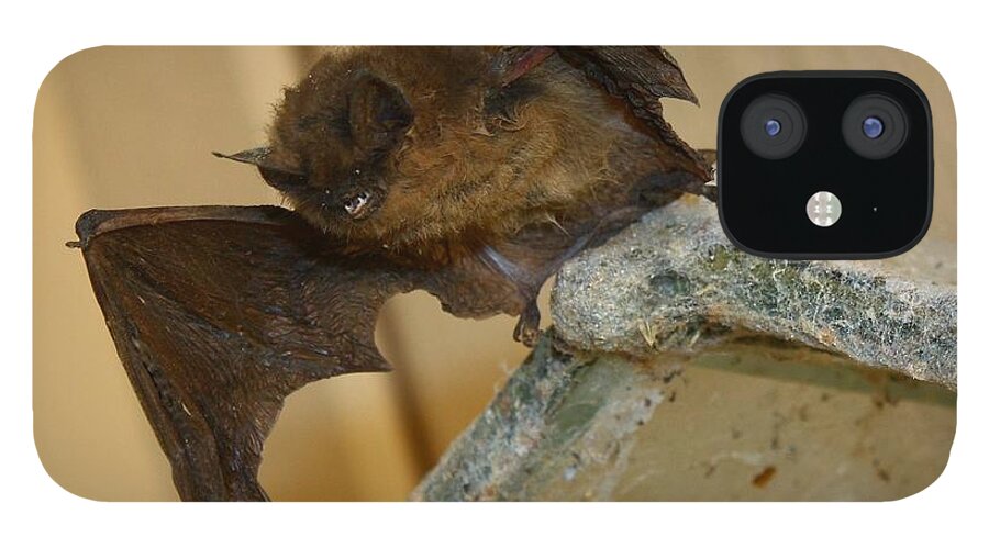 Gargoyle Bat iPhone 12 Case featuring the photograph Gargoyle Bat by Patrick Witz