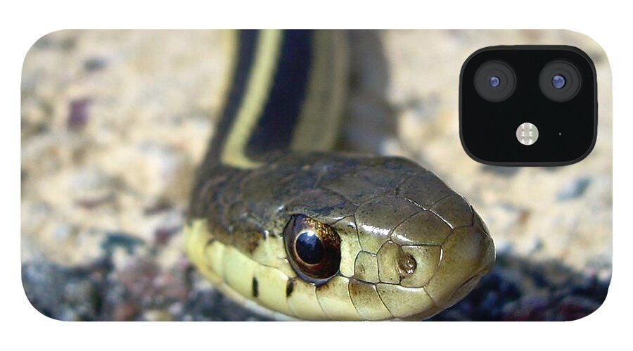 Snake iPhone 12 Case featuring the photograph Garter Snake by Kent Lorentzen