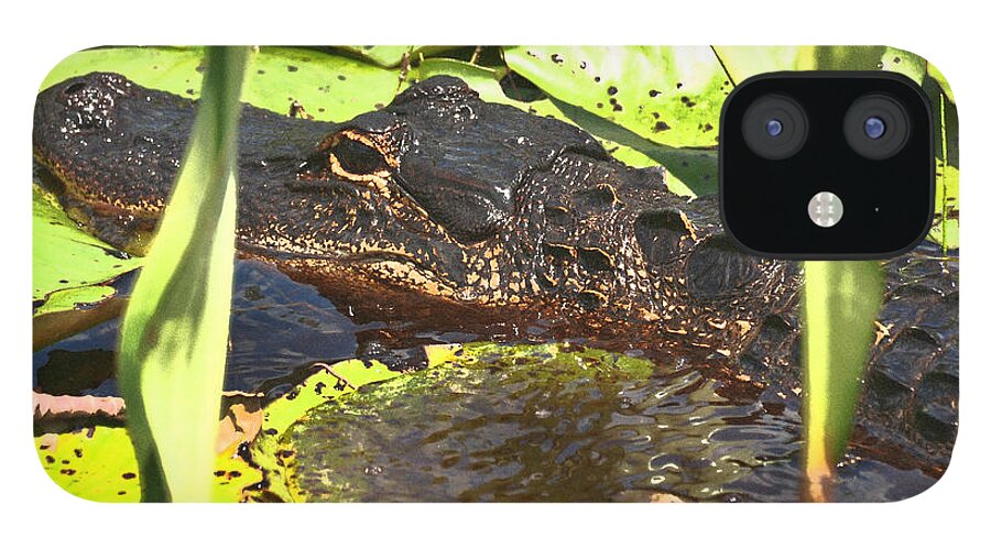 Gator iPhone 12 Case featuring the photograph Gator by Peter DeFina