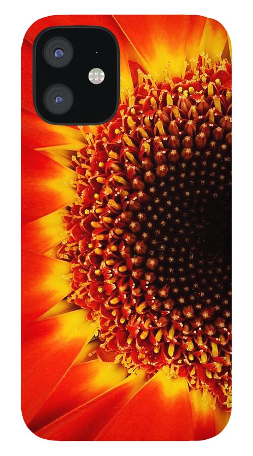 African iPhone 12 Case featuring the photograph Gerbera Daisy by Jim Hughes