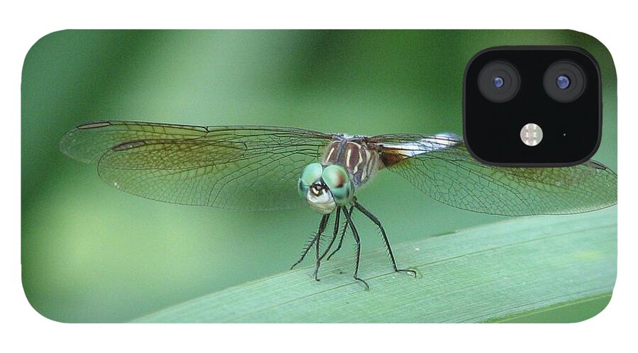 Dragonfly iPhone 12 Case featuring the photograph Get a Grip by Cleaster Cotton