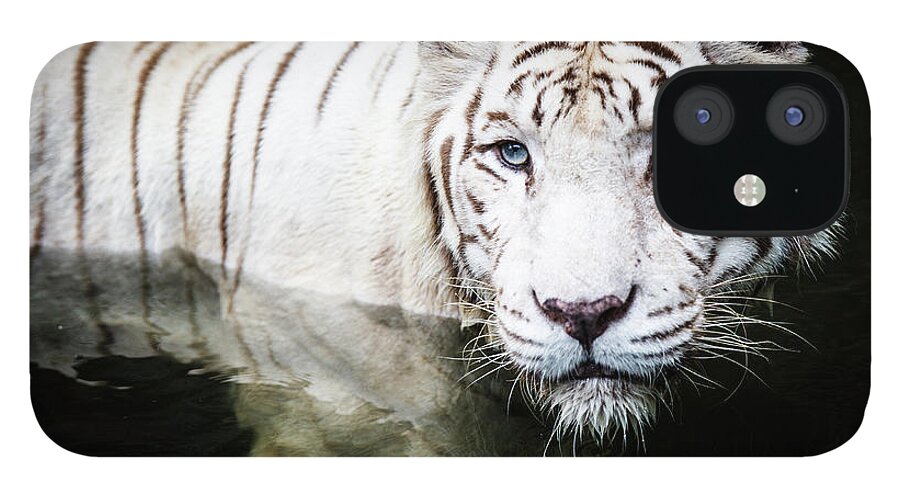 White Tiger iPhone 12 Case featuring the photograph Getting A Dip by Tony Kh Lim