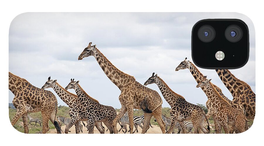 Eco Tourism iPhone 12 Case featuring the photograph Giraffes Are Running by 1001slide