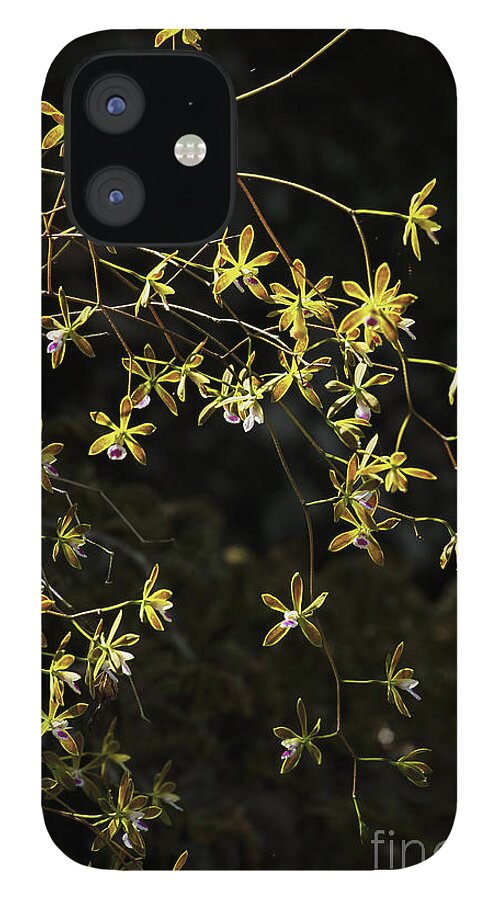 Butterfly Orchids iPhone 12 Case featuring the photograph Glowing Orchids by Barbara Bowen