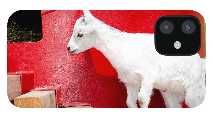 Goat iPhone 12 Case featuring the photograph Kid's Play by Laurel Best