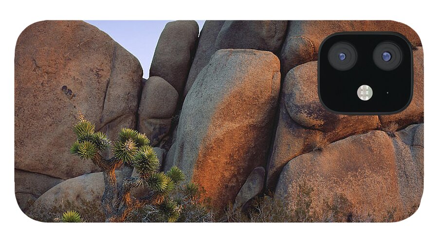 Joshua iPhone 12 Case featuring the photograph Going Solo by Paul Breitkreuz
