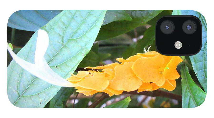 Art iPhone 12 Case featuring the photograph Golden Shrimp Plant by Ashley Goforth
