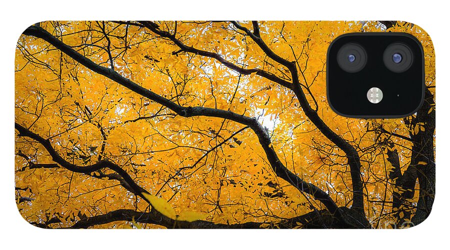 Golden iPhone 12 Case featuring the photograph Golden Tree by Michael Arend