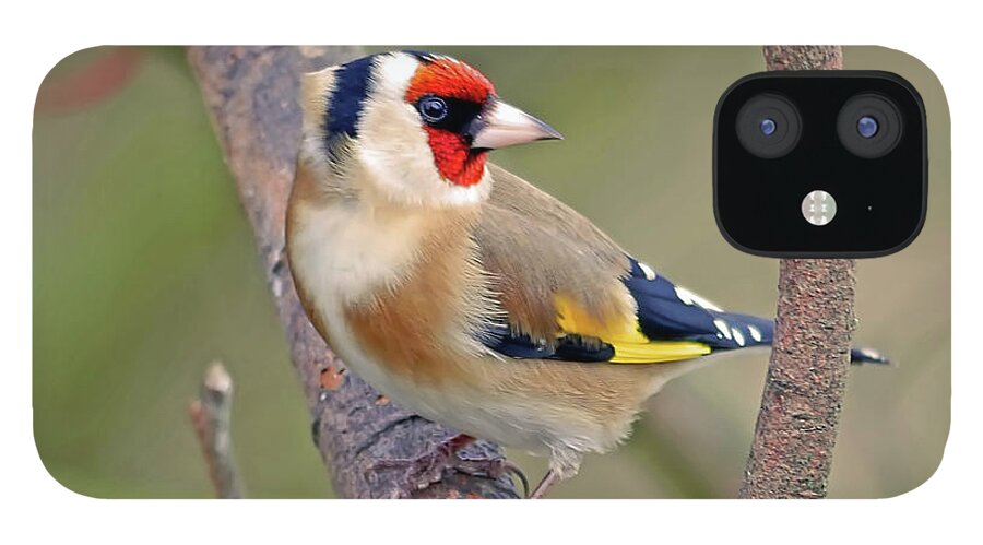 Animal Themes iPhone 12 Case featuring the photograph Goldfinch by Kevspix