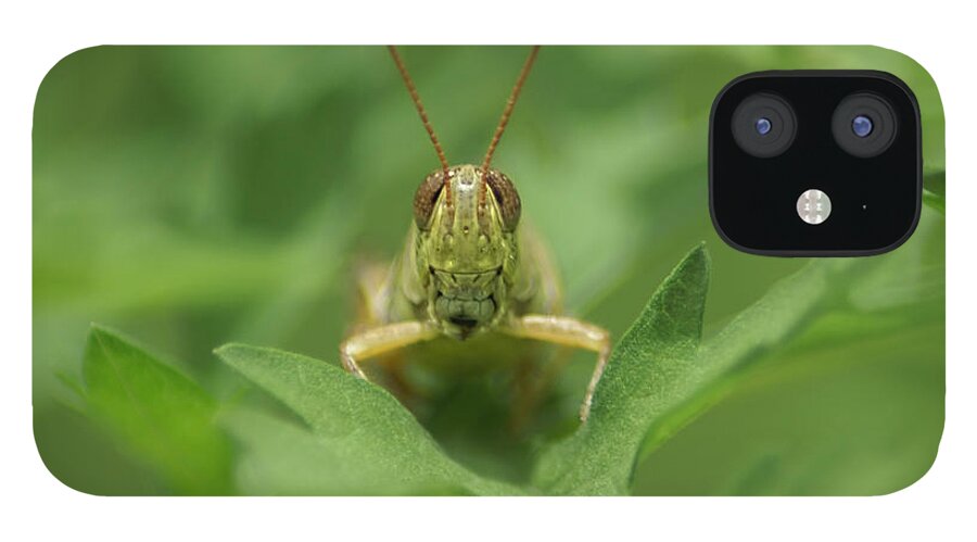 Grasshopper iPhone 12 Case featuring the photograph Grasshopper Portrait by Olga Hamilton